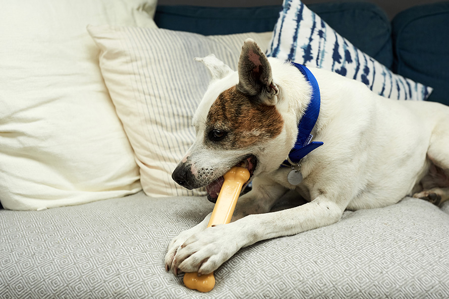 Jack Russell chewing on a bone on the sofa 