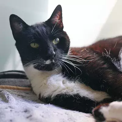 Tux finally finds his retirement home