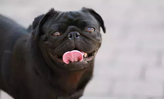 The truth about flat-faced dogs