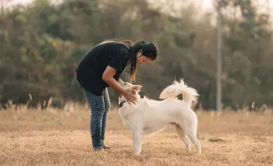Battersea and Jai Dog Rescue partnership