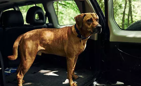 Pet Import Reform: What works and what doesn't
