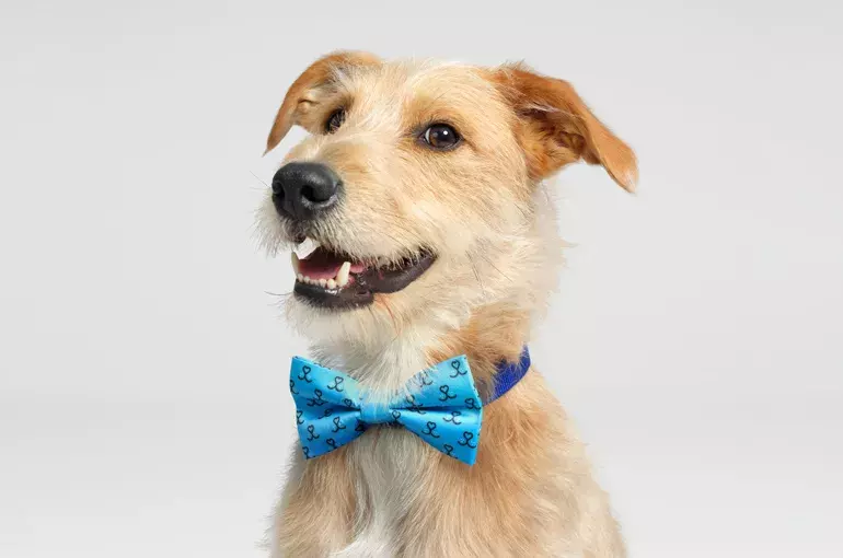 BC - Wear blue for rescue