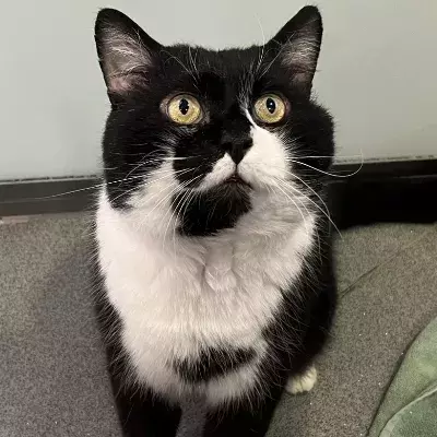 Sylvester's Story